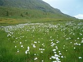 29 Fiori bianchi  sul laghetto del Vivione